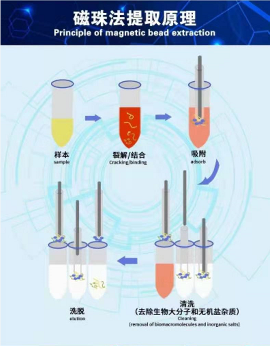 全自动核酸提取仪(图5)